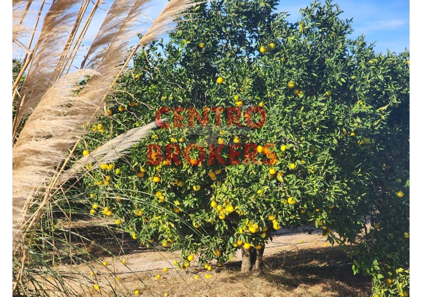 Sad z pomarańczami  w Cullera, Walencja
